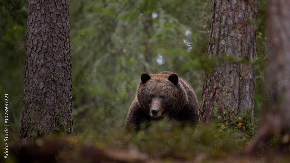 European brown bear (Ursus arctos) in forest