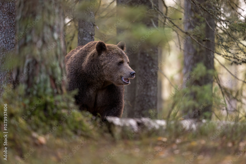 European brown bear (Ursus arctos) in forest