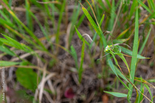 Close-up of a green mantis resting on thin grass at noon in a natural setting