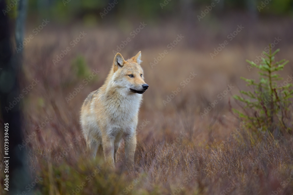 Young grey wolf (Canis lupus) in autumn Young grey wolf (Canis lupus) in autumn