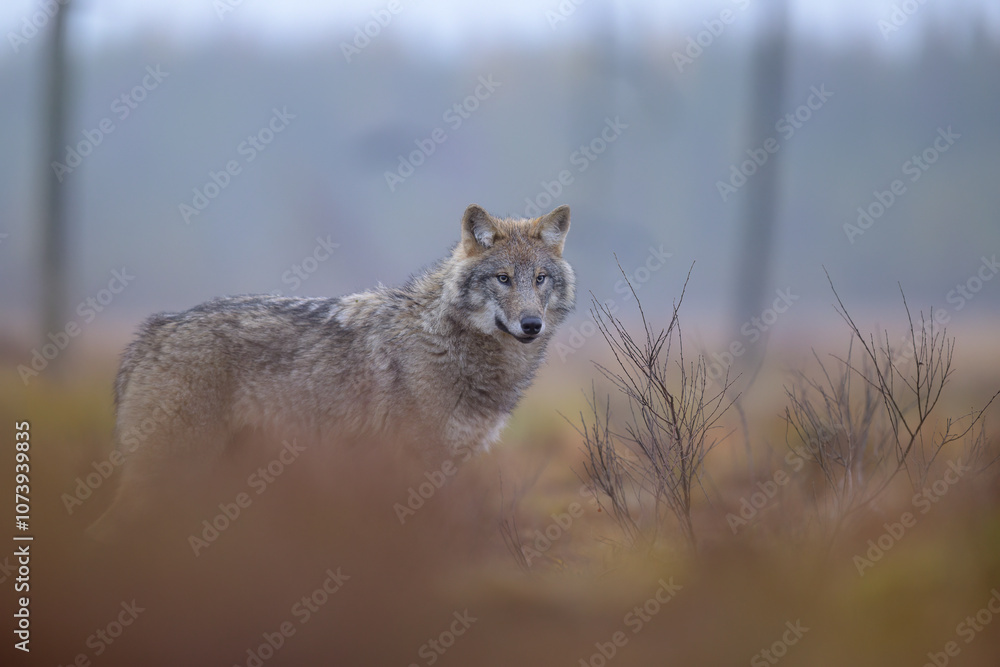 Young grey wolf (Canis lupus) in autumn