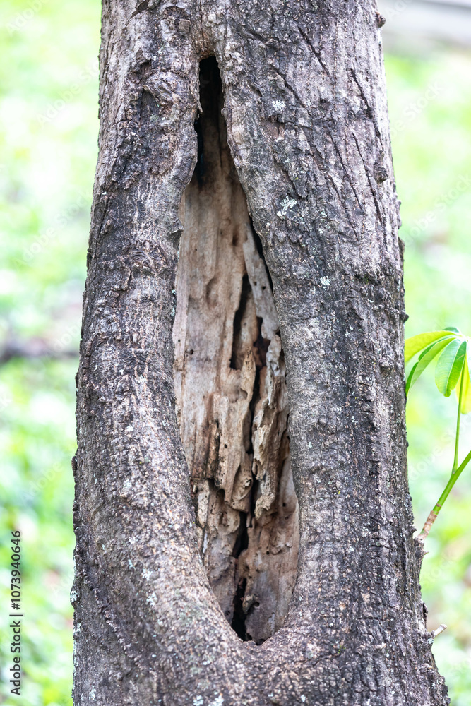 Obraz premium Rustic rainforest tree bark texture