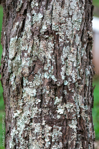 Rustic rainforest tree bark texture