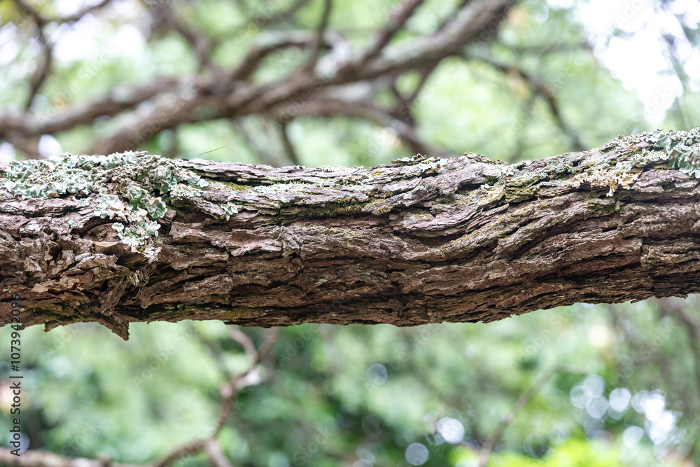 Rustic rainforest tree bark texture Rustic rainforest tree bark texture