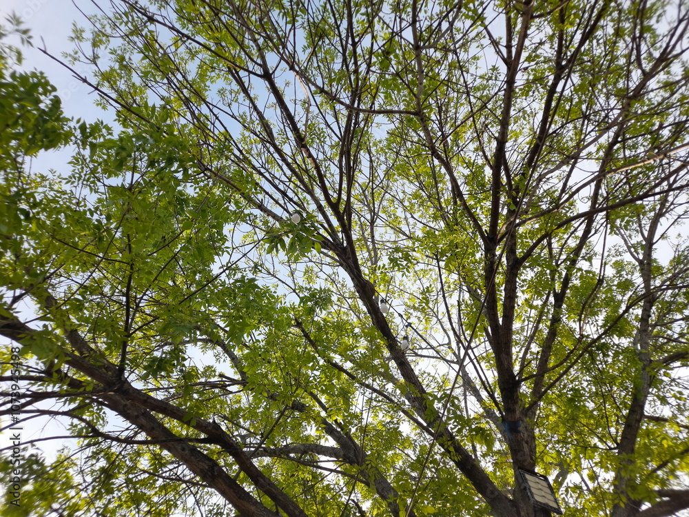Fototapeta premium leaves against blue sky, spring, buenos aires