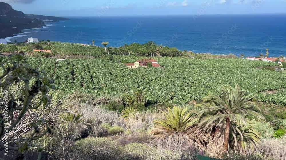 Plantaciones de plátanos en la costa de Los Realejos, Tenerife, Islas Canarias Plantaciones de plátanos en la costa de Los Realejos, Tenerife, Islas Canarias