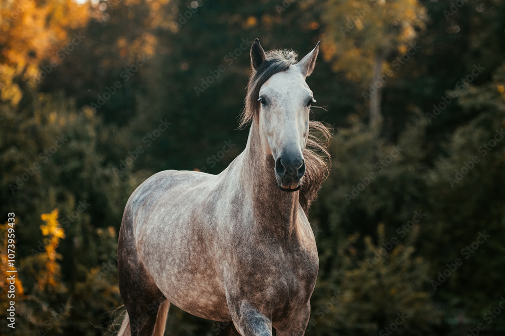 Fototapeta premium Udidor