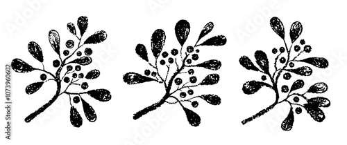 Mistletoe branch. Crayon vector. Holly mistletoe winter silhouette. Christmas plant with berry, leaf icon. Tree branch element. Xmas black and white crayon or brush line art. Floral pattern silhouette