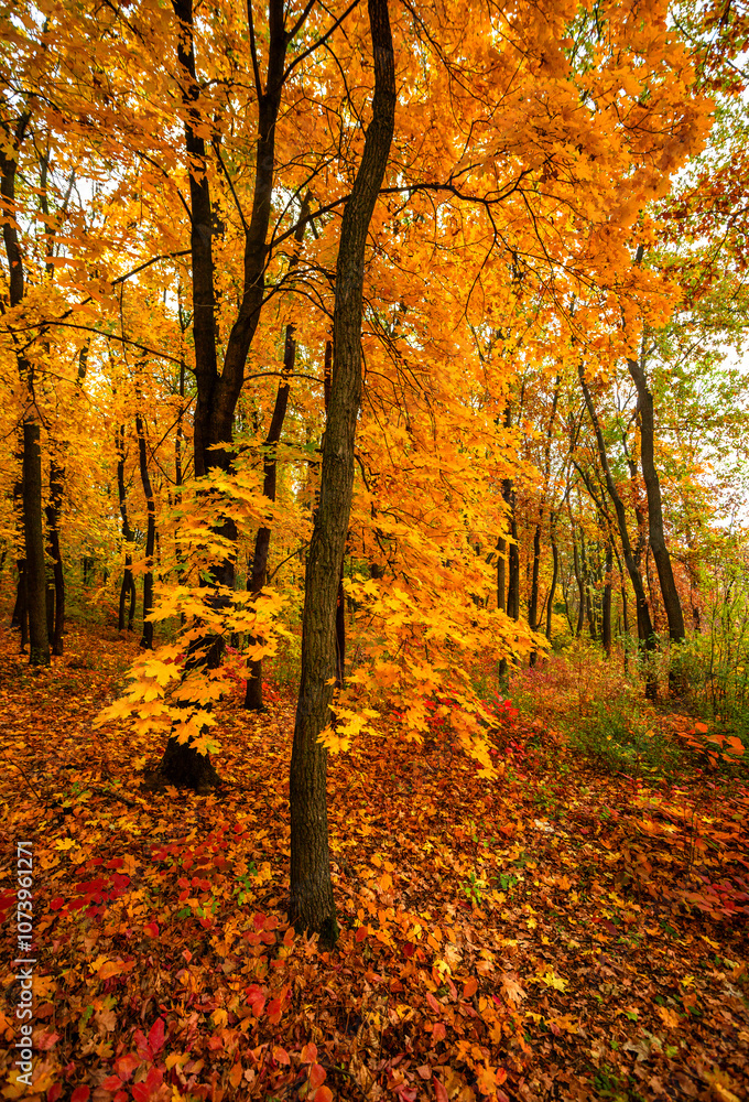 Obraz premium Beautiful and colorful landscape in the forest with maple and oak trees.Autumn landscape ,golden and orange colors,trees with lor of yellow leaves.Geound with flowers and leaves.Branches in the woods