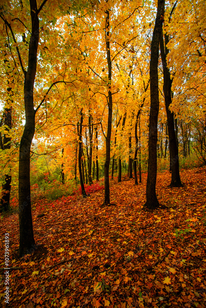 Obraz premium Beautiful and colorful landscape in the forest with maple and oak trees.Autumn landscape ,golden and orange colors,trees with lor of yellow leaves.Geound with flowers and leaves.Branches in the woods