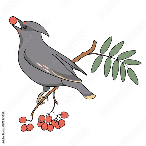 Waxing on a branch of rowan with red berries