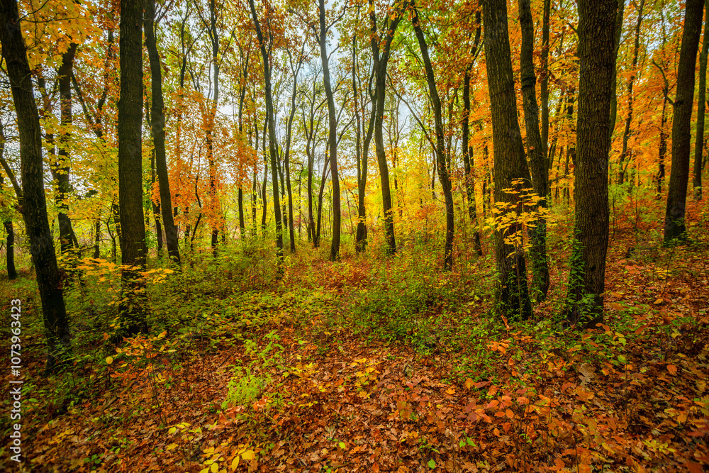 Fall landscape in the forest at morning,golden and orange colors .Beautiful autumn landscape in the woodlands, landscape with trees and leaves.Orange leaves,beautiful maple trees.Ukraine forest Fall landscape in the forest at morning,golden and orange colors .Beautiful autumn landscape in the woodlands, landscape with trees and leaves.Orange leaves,beautiful maple trees.Ukraine forest