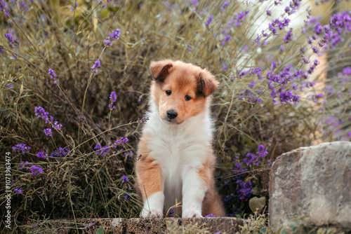 Collie mit Blumen photo