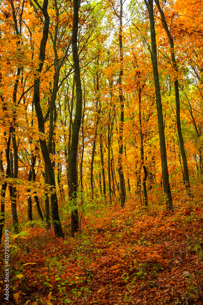 Fall landscape in the forest at morning,golden and orange colors .Beautiful autumn landscape in the woodlands, landscape with trees and leaves.Orange leaves,beautiful maple trees.Ukraine forest Fall landscape in the forest at morning,golden and orange colors .Beautiful autumn landscape in the woodlands, landscape with trees and leaves.Orange leaves,beautiful maple trees.Ukraine forest