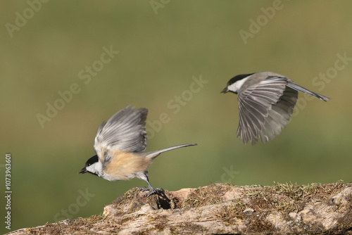 Chickadees fightibng for food or flying off log photo