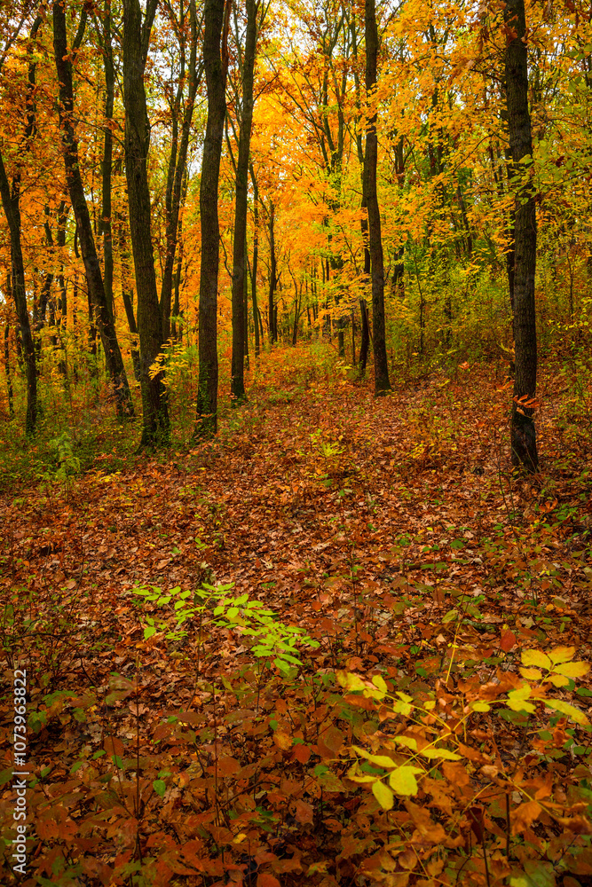 Fall landscape in the forest at morning,golden and orange colors .Beautiful autumn landscape in the woodlands, landscape with trees and leaves.Orange leaves,beautiful maple trees.Ukraine forest Fall landscape in the forest at morning,golden and orange colors .Beautiful autumn landscape in the woodlands, landscape with trees and leaves.Orange leaves,beautiful maple trees.Ukraine forest