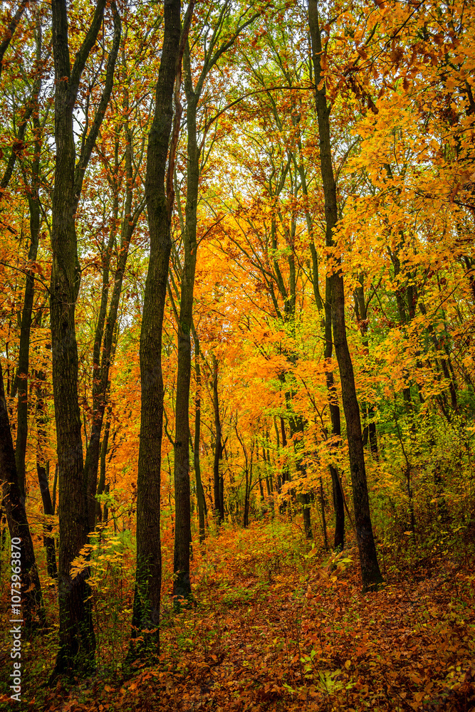 Fall landscape in the forest at morning,golden and orange colors .Beautiful autumn landscape in the woodlands, landscape with trees and leaves.Orange leaves,beautiful maple trees.Ukraine forest Fall landscape in the forest at morning,golden and orange colors .Beautiful autumn landscape in the woodlands, landscape with trees and leaves.Orange leaves,beautiful maple trees.Ukraine forest
