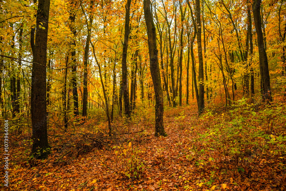 Fall landscape in the forest at morning,golden and orange colors .Beautiful autumn landscape in the woodlands, landscape with trees and leaves.Orange leaves,beautiful maple trees.Ukraine forest Fall landscape in the forest at morning,golden and orange colors .Beautiful autumn landscape in the woodlands, landscape with trees and leaves.Orange leaves,beautiful maple trees.Ukraine forest