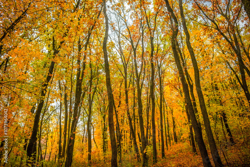 Fall landscape in the forest at morning,golden and orange colors .Beautiful autumn landscape in the woodlands, landscape with trees and leaves.Orange leaves,beautiful maple trees.Ukraine forest