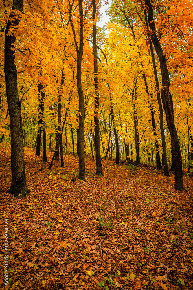 Fall landscape in the forest at morning,golden and orange colors .Beautiful autumn landscape in the woodlands, landscape with trees and leaves.Orange leaves,beautiful maple trees.Ukraine forest