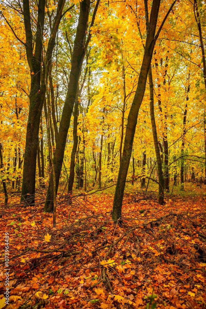 Fall landscape in the forest at morning,golden and orange colors .Beautiful autumn landscape in the woodlands, landscape with trees and leaves.Orange leaves,beautiful maple trees.Ukraine forest Fall landscape in the forest at morning,golden and orange colors .Beautiful autumn landscape in the woodlands, landscape with trees and leaves.Orange leaves,beautiful maple trees.Ukraine forest