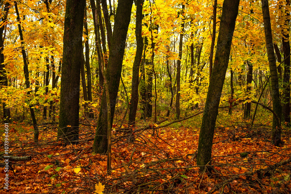 Fall landscape in the forest at morning,golden and orange colors .Beautiful autumn landscape in the woodlands, landscape with trees and leaves.Orange leaves,beautiful maple trees.Ukraine forest Fall landscape in the forest at morning,golden and orange colors .Beautiful autumn landscape in the woodlands, landscape with trees and leaves.Orange leaves,beautiful maple trees.Ukraine forest