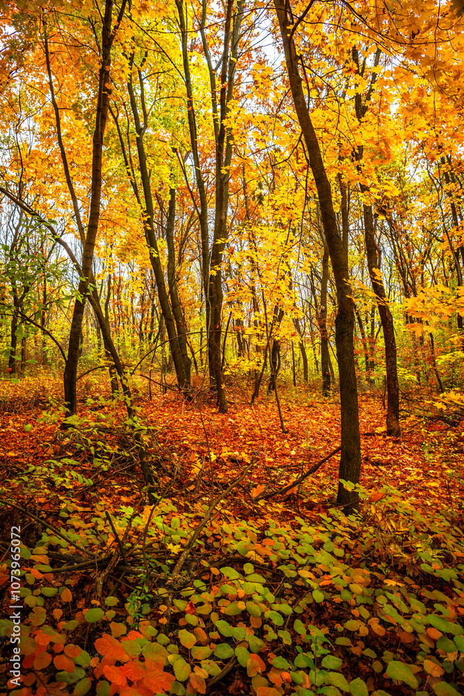 Fall landscape in the forest at morning,golden and orange colors .Beautiful autumn landscape in the woodlands, landscape with trees and leaves.Orange leaves,beautiful maple trees.Ukraine forest Fall landscape in the forest at morning,golden and orange colors .Beautiful autumn landscape in the woodlands, landscape with trees and leaves.Orange leaves,beautiful maple trees.Ukraine forest