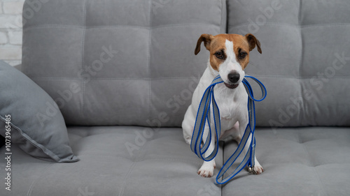 Jack Russell Terrier holding a leash while sitting on the sofa. The dog asks for a walk.  photo