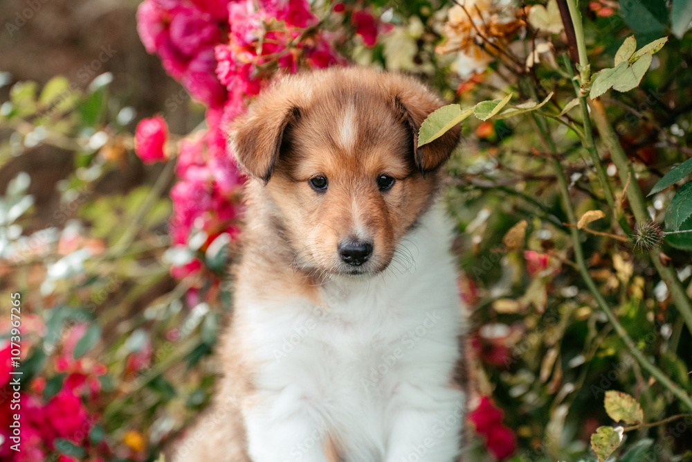 Collie mit Blumen Collie mit Blumen