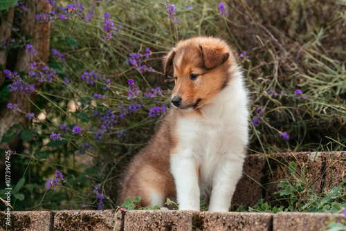 Collie mit Blumen photo