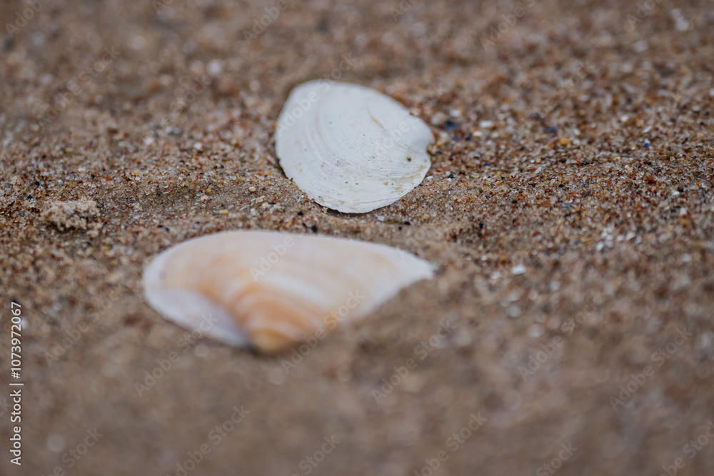 Seashells shallowed out in the coast in Riga, Latvia Seashells shallowed out in the coast in Riga, Latvia