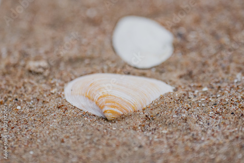 Seashells shallowed out in the coast in Riga, Latvia photo