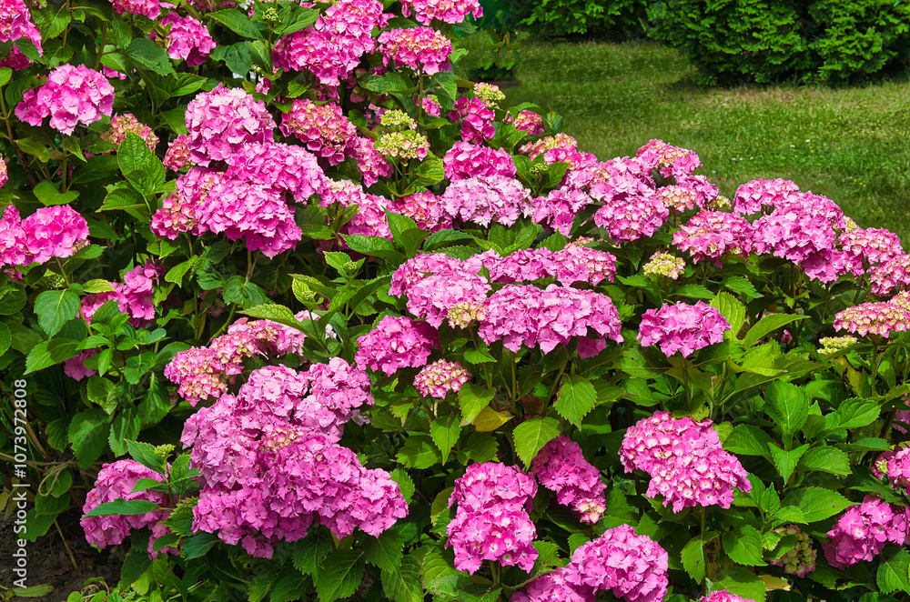 a bush of blooming pink Hydrangea flowers growing on the ground in a garden a bush of blooming pink Hydrangea flowers growing on the ground in a garden