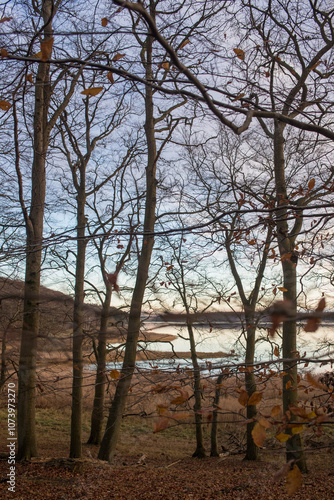 Beautiful autumn landscape in the forest with a lake in the background