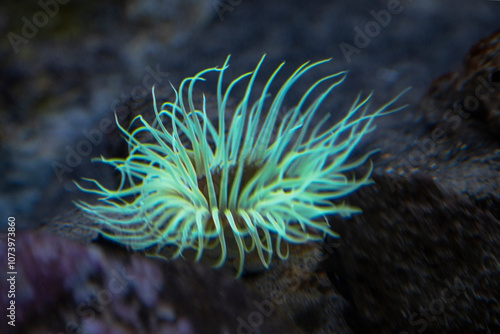 red sea anemone