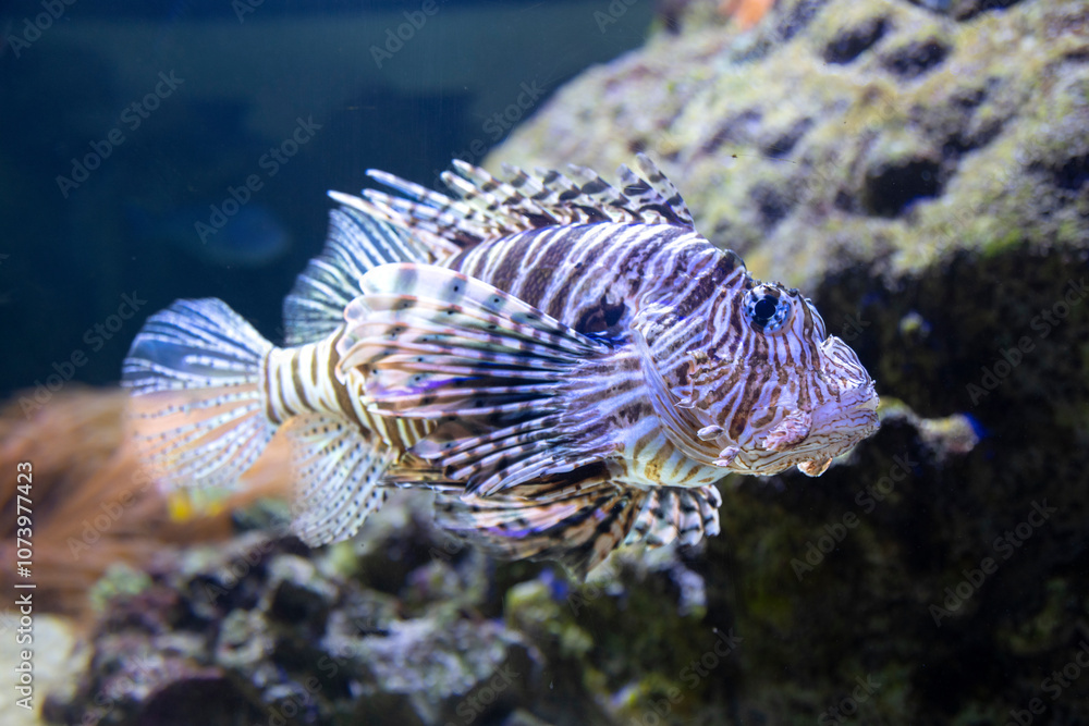 scorpion fish in aquarium scorpion fish in aquarium