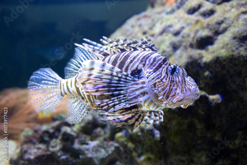 Fotografie scorpion fish in aquarium