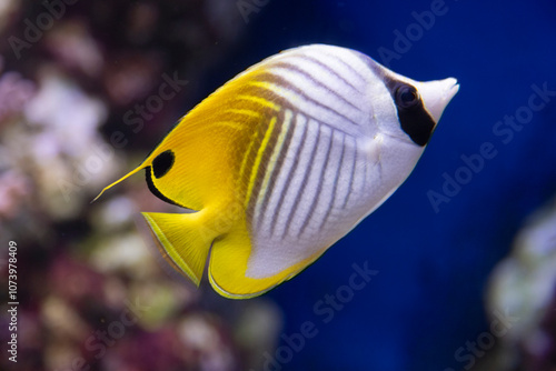 fish in aquarium photo