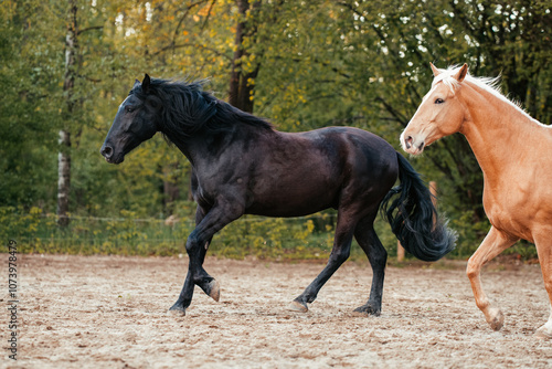 Lusitano und PRE photo