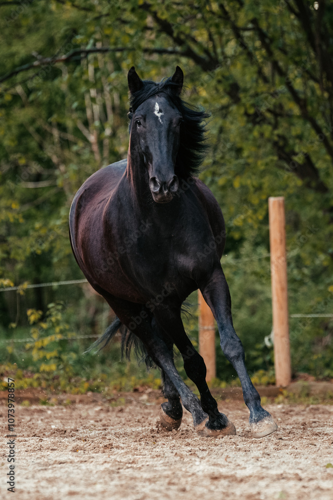 Fototapeta premium Lusitano und PRE