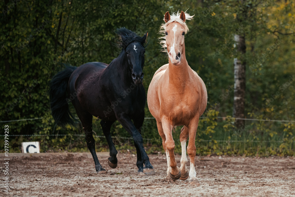 Fototapeta premium Lusitano und PRE