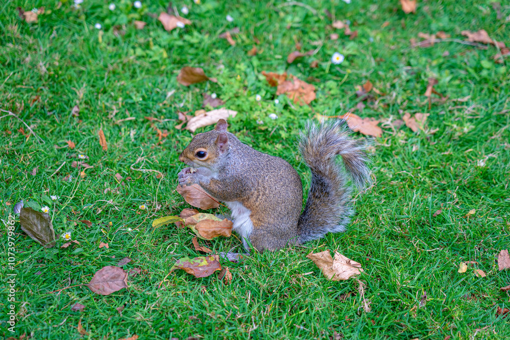 Obraz premium Squirrel in public park next to humans in hyden park in london