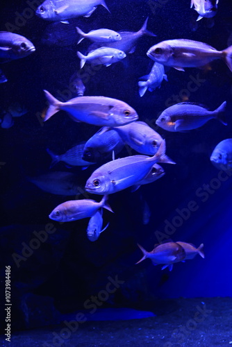 fishes in aquarium