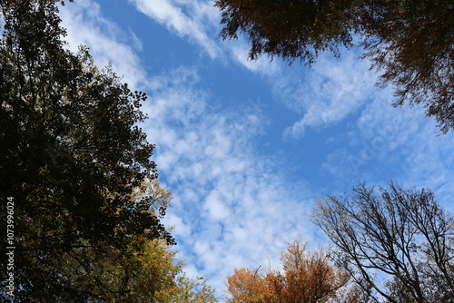 Looking up at the blue sky through the treetops of Remberg Park, Dortmund, framed by colorful autumn leaves, showcasing the serene beauty of the park. photo