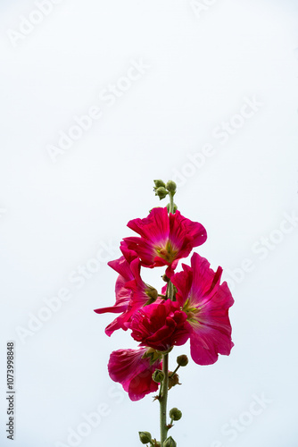 Dark red Alcea rosea or hollyhock flowers on a white background in summer, close up photo