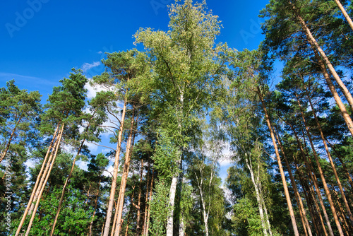 the crowns of the trees of a pine forest against the blue sky, illuminated by the setting autumn sun