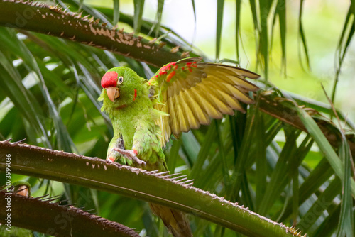 Rio de Janeiro, RJ, Brazil, 11/10/2024 - White-eyed parakeet, maritaca, Psittacara leucophthalmus, perched on a palm tree and eating at Nobel Square, Grajau neighborhood photo