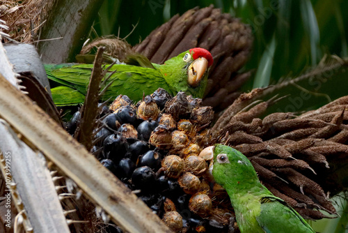 Rio de Janeiro, RJ, Brazil, 11/10/2024 - White-eyed parakeet, maritaca, Psittacara leucophthalmus, perched on a palm tree and eating at Nobel Square, Grajau neighborhood