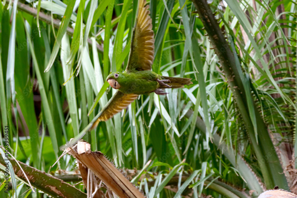 Rio de Janeiro, RJ, Brazil, 11/10/2024 - White-eyed parakeet, maritaca, Psittacara leucophthalmus, perched on a palm tree and eating at Nobel Square, Grajau neighborhood Rio de Janeiro, RJ, Brazil, 11/10/2024 - White-eyed parakeet, maritaca, Psittacara leucophthalmus, perched on a palm tree and eating at Nobel Square, Grajau neighborhood