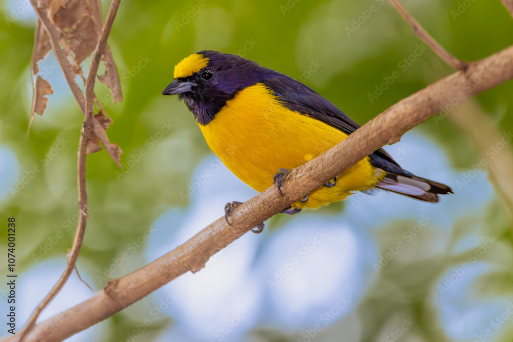 Purple-throated Euphonia Purple-throated Euphonia